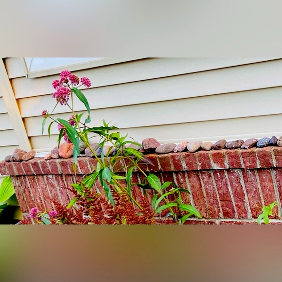 Red Rocks-Great 4 Plants,Fish,Turtles 2.5-3Lbs Various Sizes,Small/Medium 2-3.5” - Picture 6 of 9